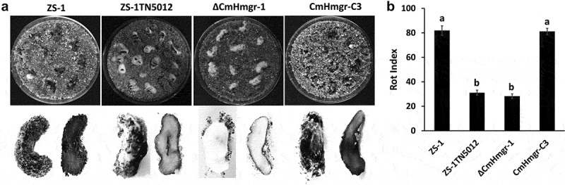 Figure 9