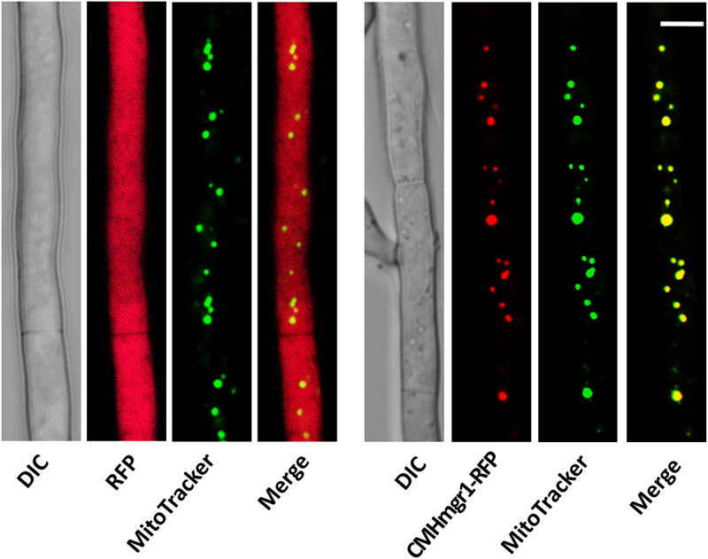 Figure 10