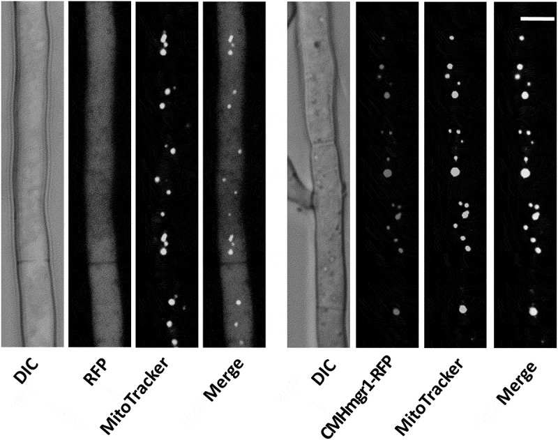 Figure 11