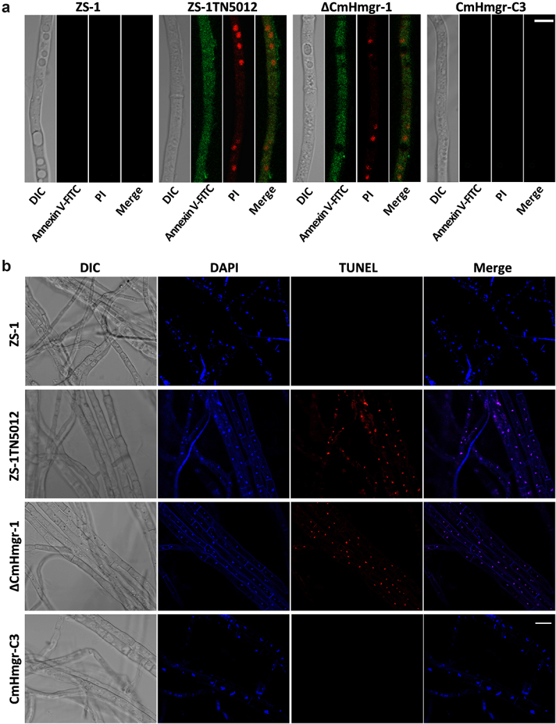 Figure 12