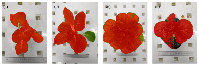Figure 10