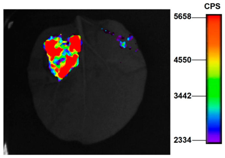 Figure 10