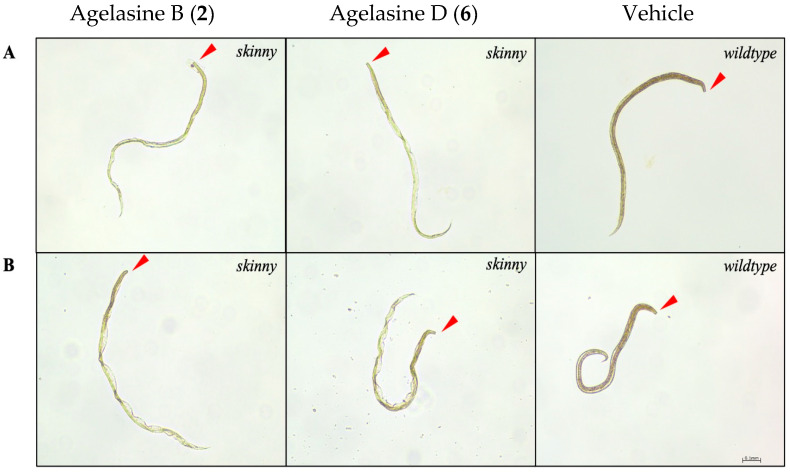 Figure 13