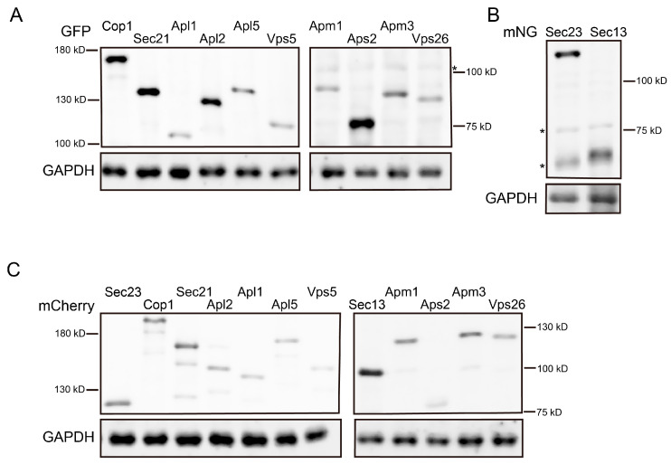 Figure 19