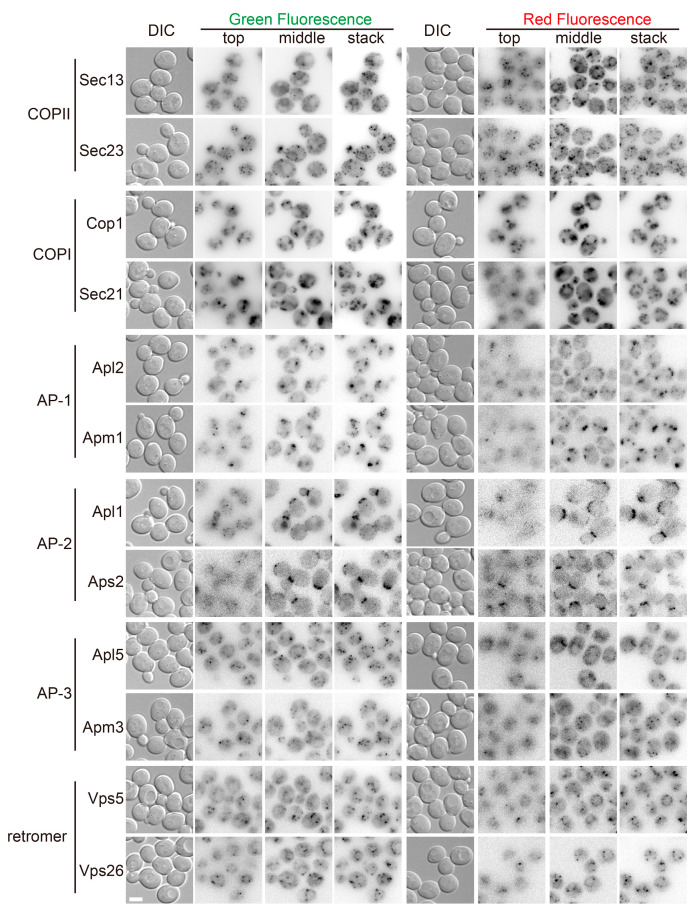 Figure 20
