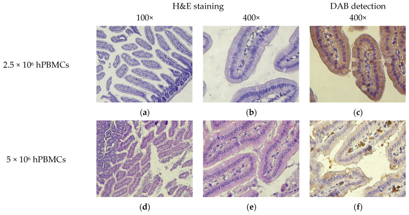 Figure 20