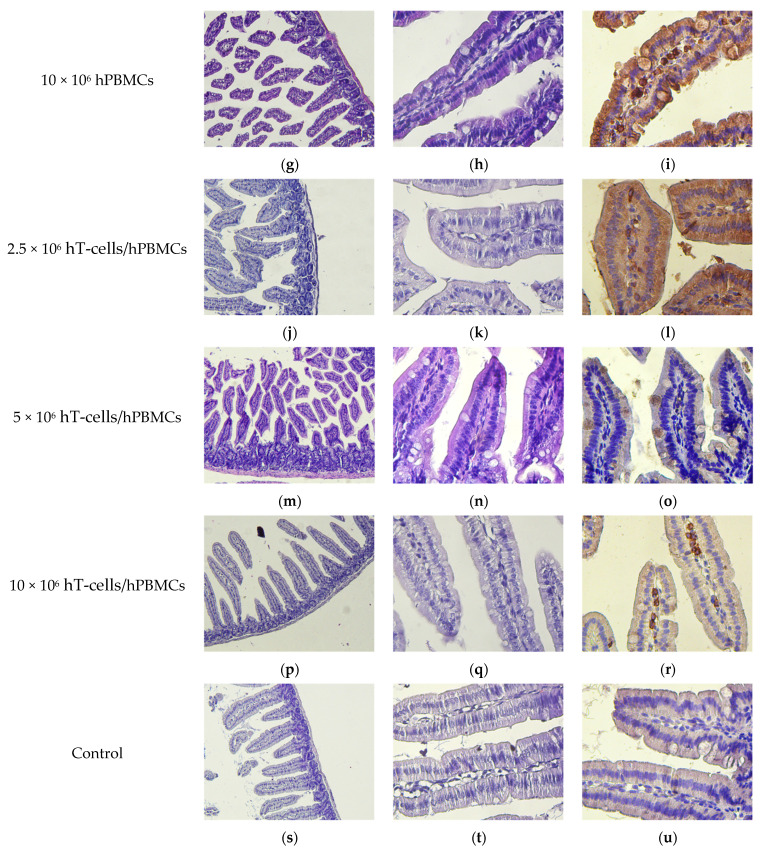 Figure 21