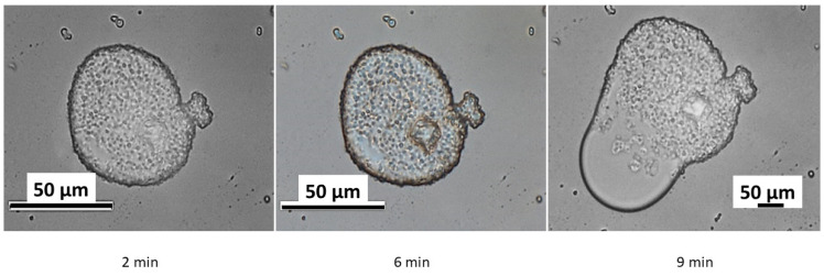 Figure 8