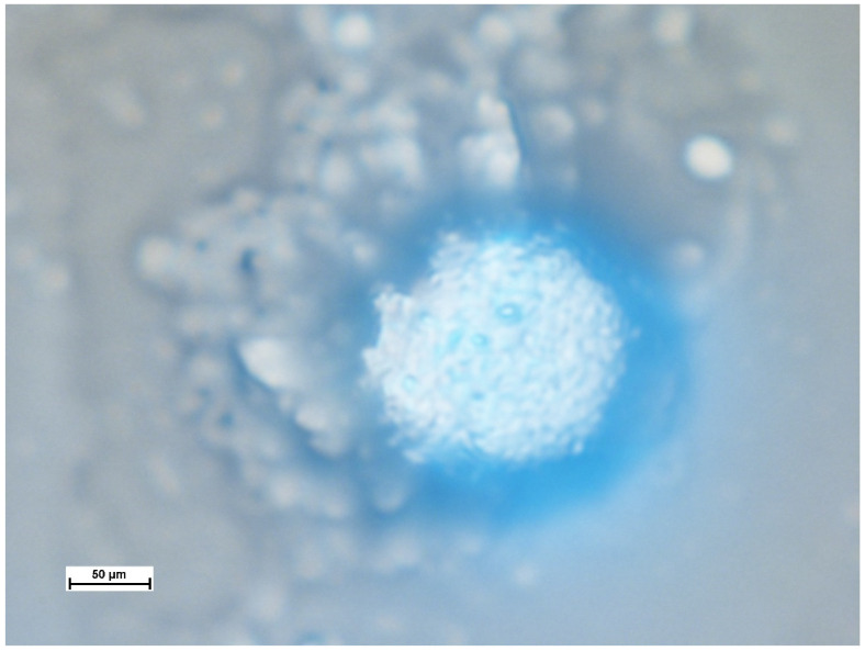 Figure 10