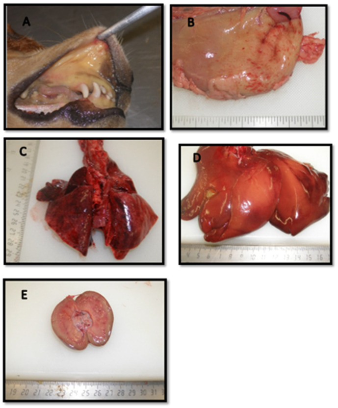 Figure 11