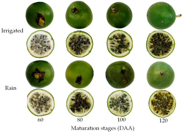 Figure 11
