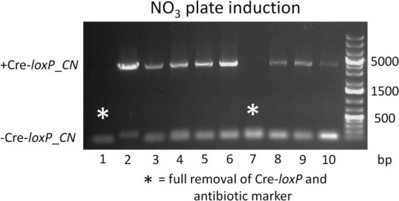 FIGURE 3