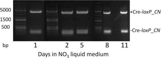 FIGURE 4