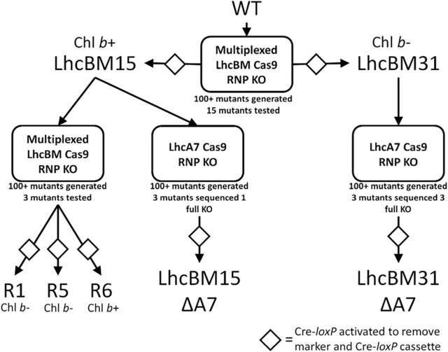 FIGURE 6