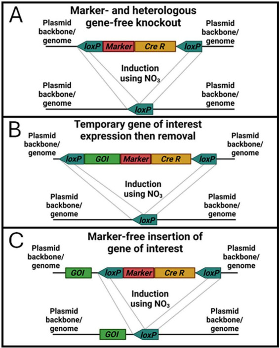 FIGURE 11