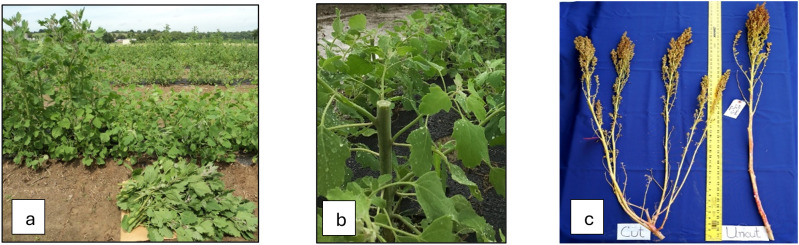 Figure 1