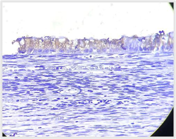 Fig 8