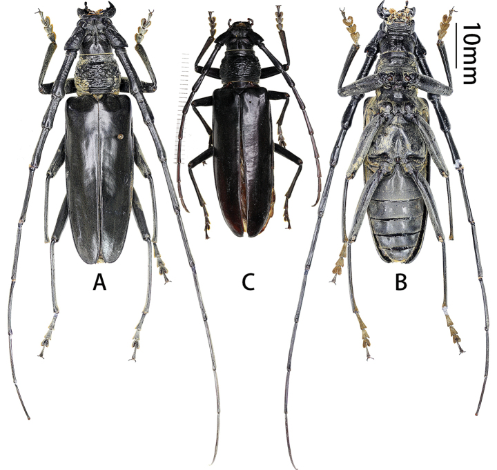 Figure 6