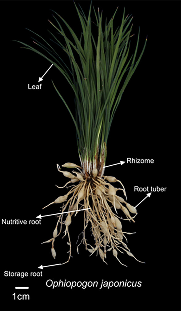 Figure 1
