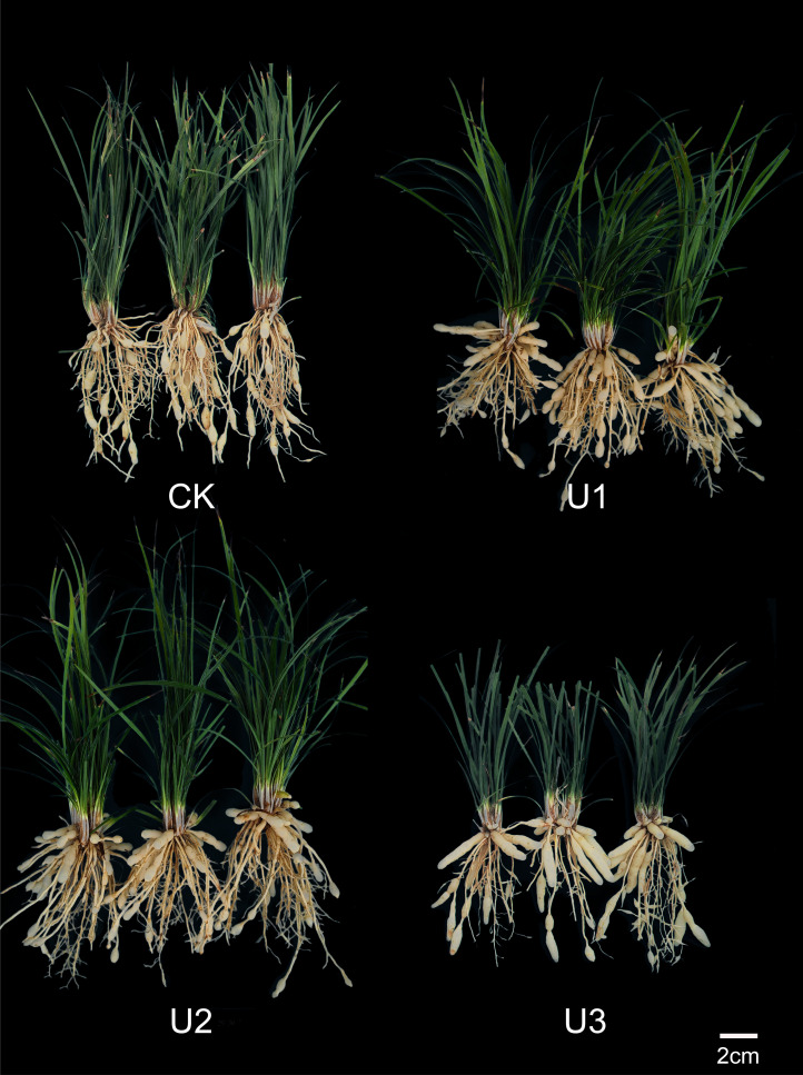Figure 3