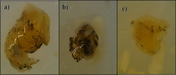FIGURE 11