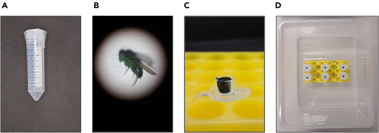 Figure 5
