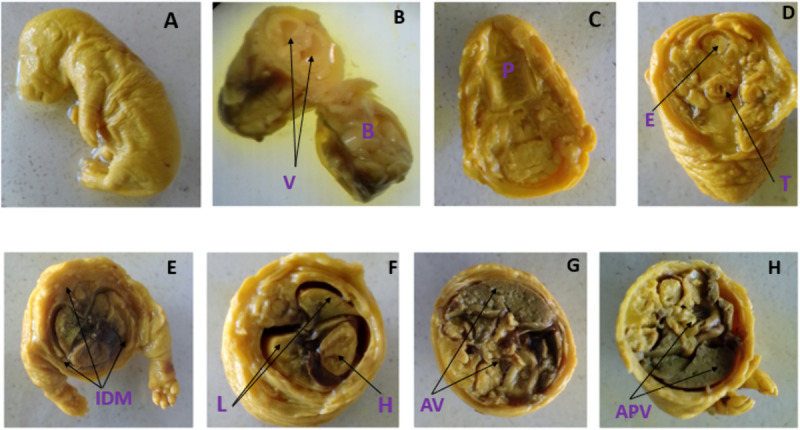 Fig 4