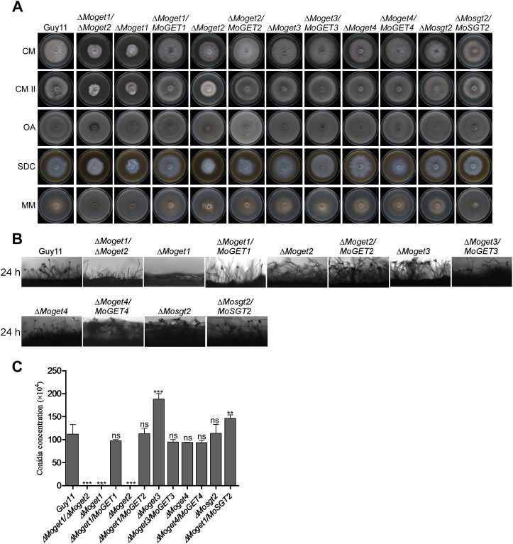 Fig 2