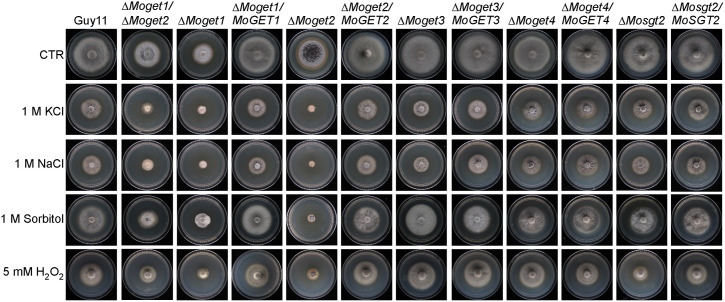 Fig 3