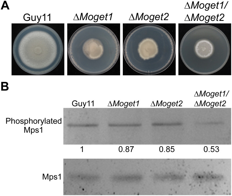 Fig 8