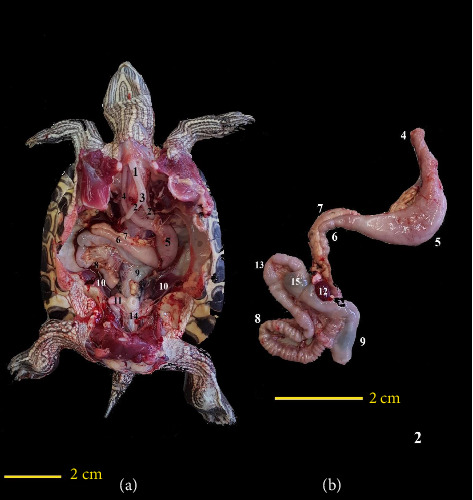 Figure 5