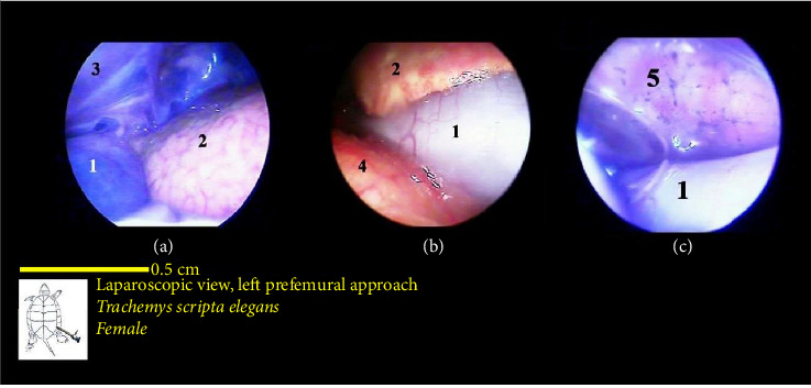 Figure 15