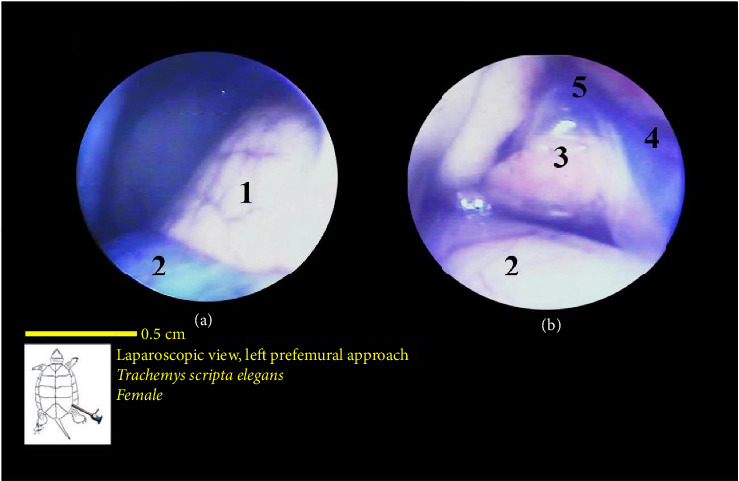 Figure 17