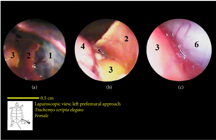 Figure 18