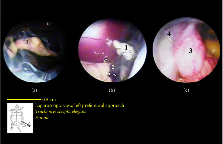 Figure 19