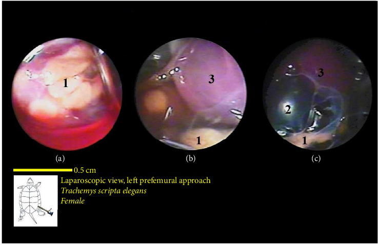 Figure 20