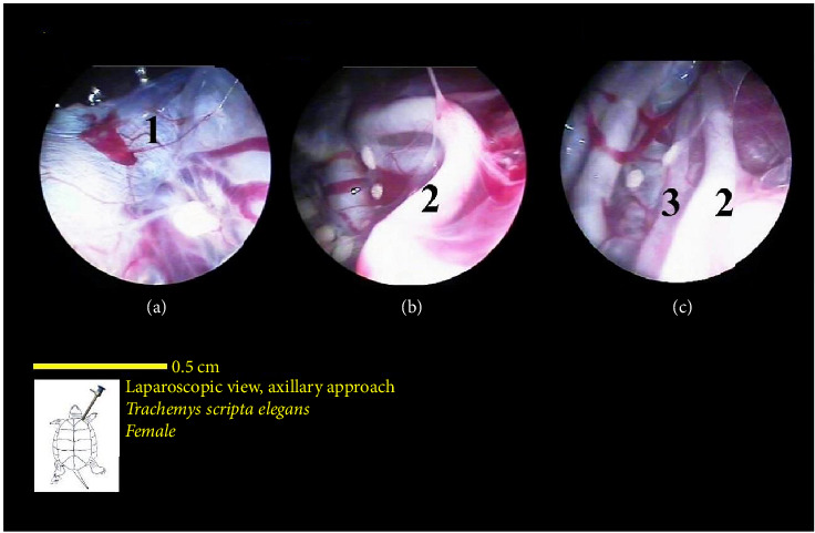 Figure 21
