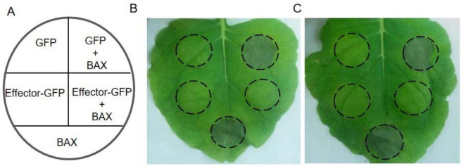 FIGURE 3