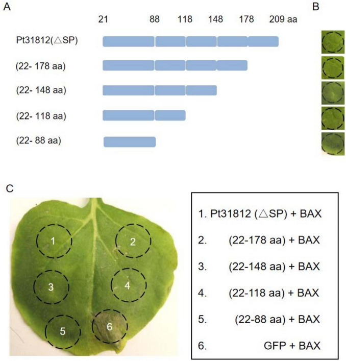 FIGURE 4