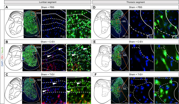 Figure 21