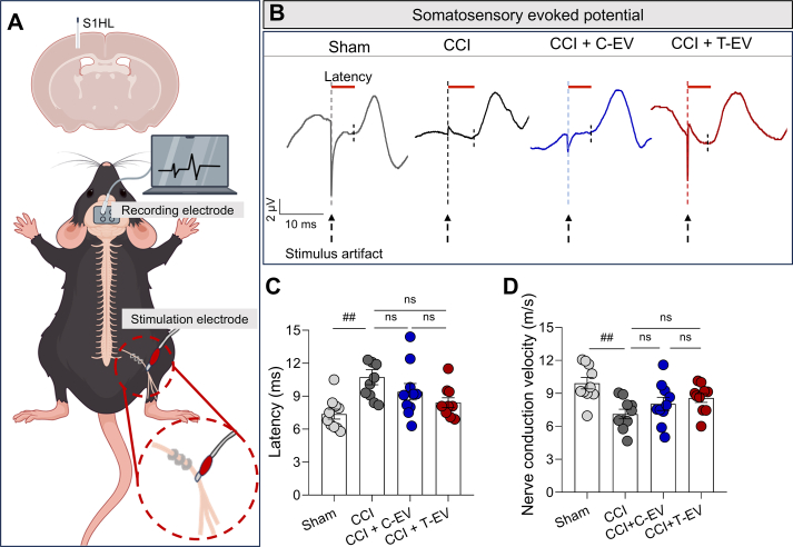 Figure 25