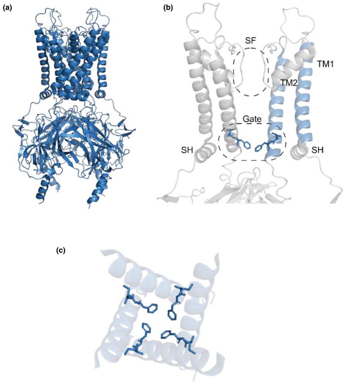 FIGURE 1