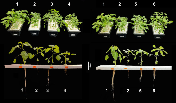 Fig 1