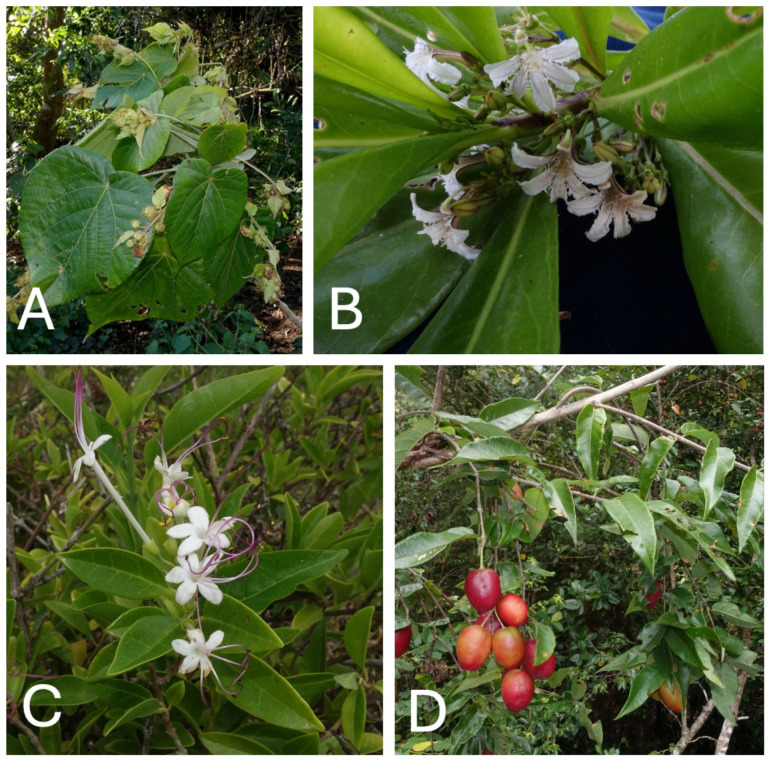 Fig 8