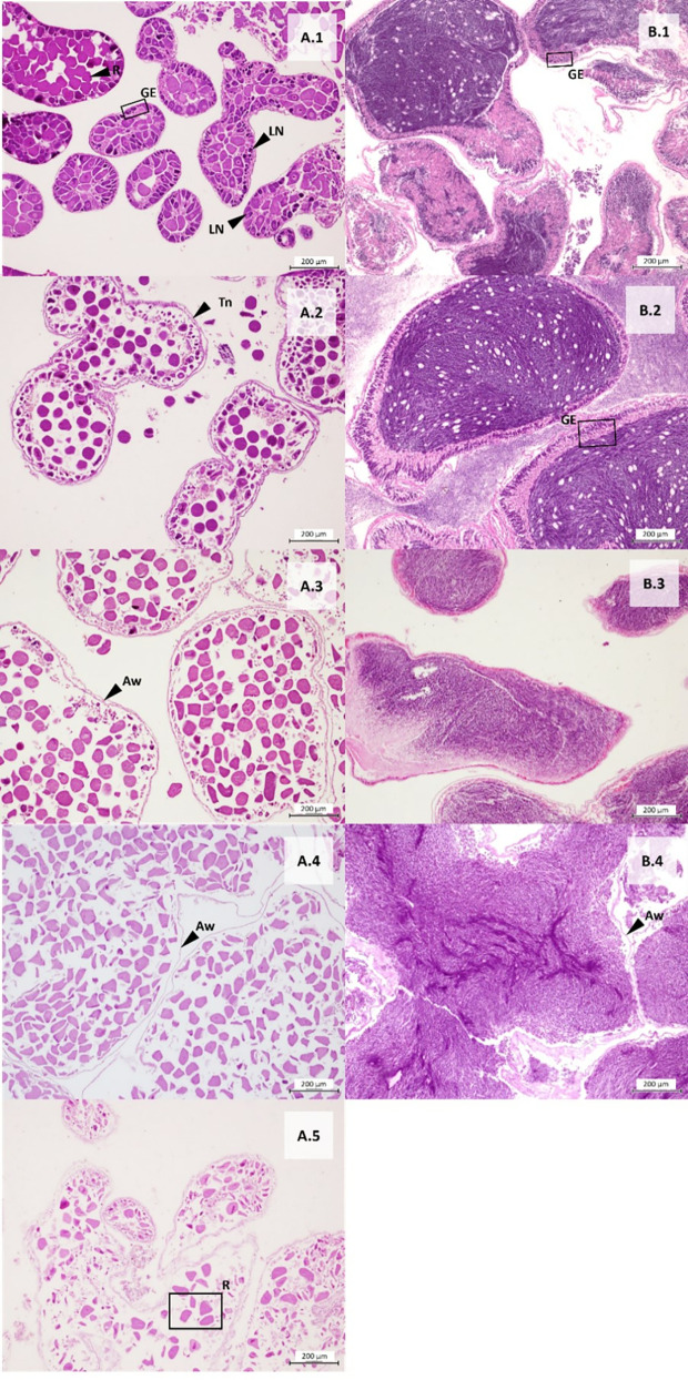 Fig 5
