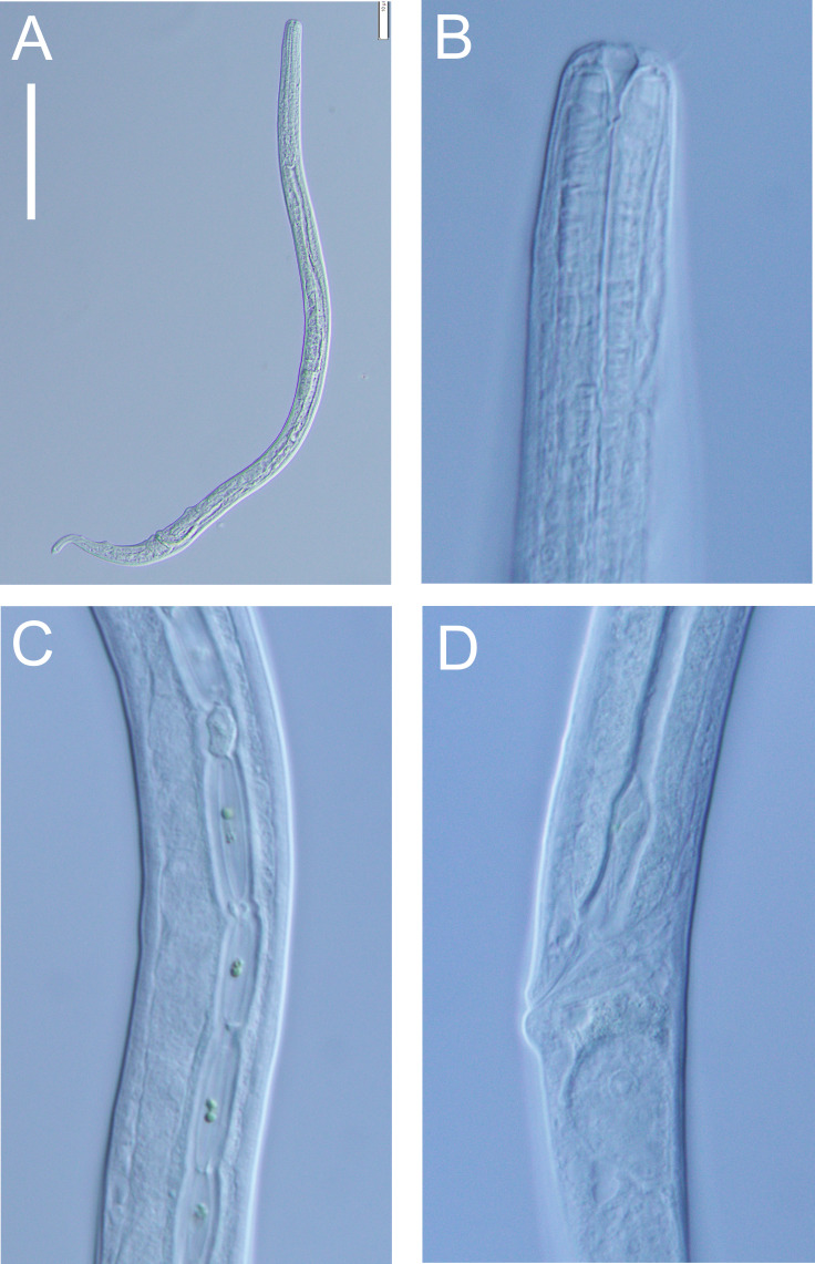 Figure 12
