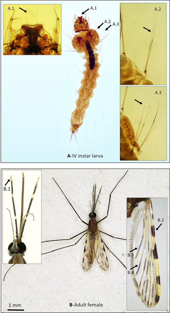 Figure 4