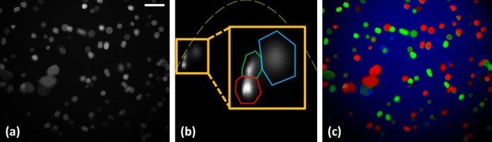 FIGURE 7