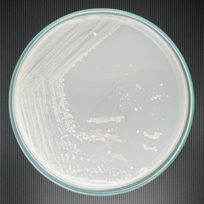 FIGURE 1