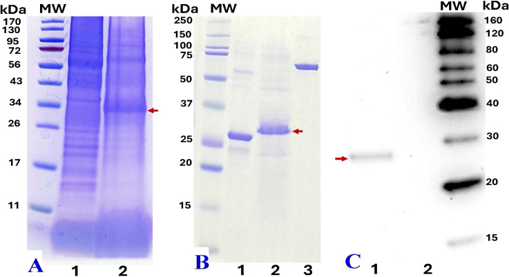 Figure 4